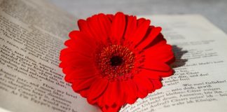 Crónica da Mulher Portuguesa