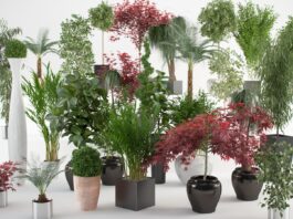 Cuidados básicos a ter com as suas plantas de interior