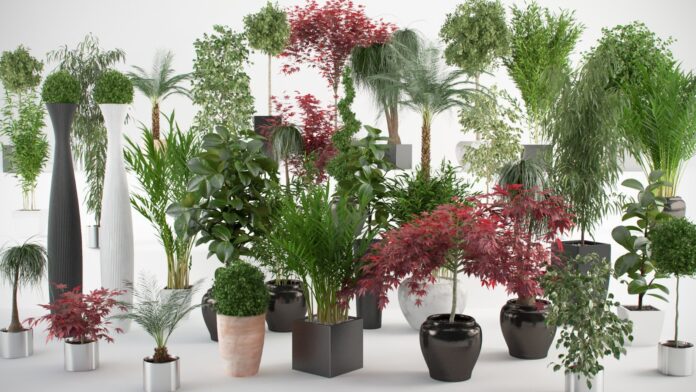 Cuidados básicos a ter com as suas plantas de interior