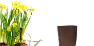 Cuide das suas plantas em Abril