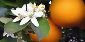 Óleo essencial neroli - Flor de laranjeira