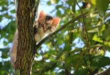 Como tratar do pelo dos gatos