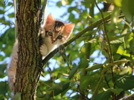 Como tratar do pelo dos gatos