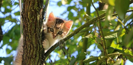 Como tratar do pelo dos gatos