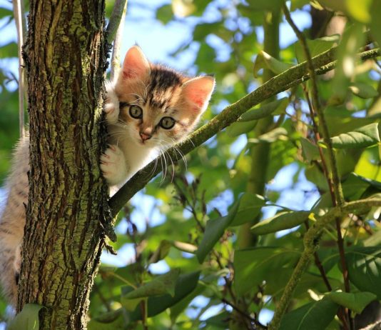 Como tratar do pelo dos gatos