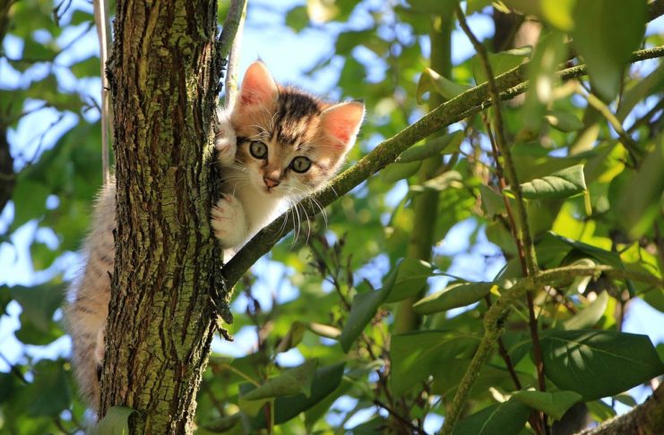 Como tratar do pelo dos gatos