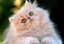 Gato persa, o animal mais popular do mundo