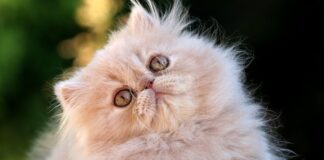 Gato persa, o animal mais popular do mundo