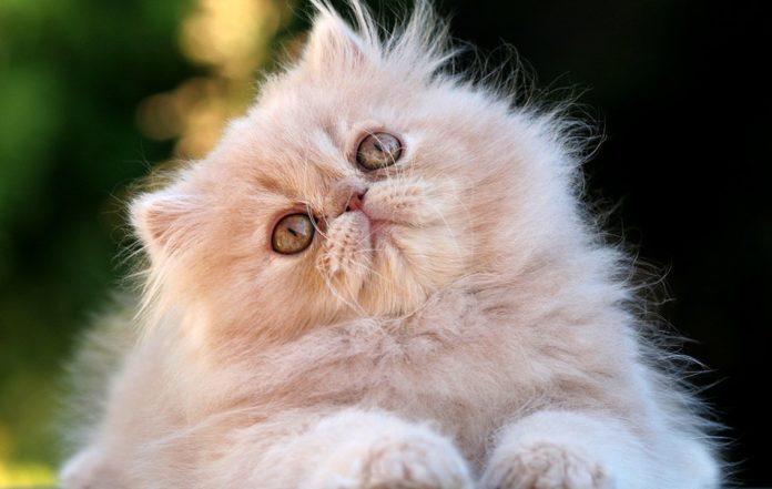 Gato persa, o animal mais popular do mundo