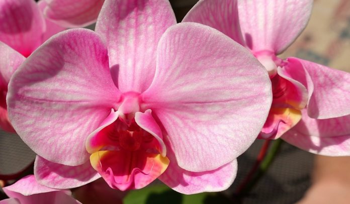 Hoan-Lan ou a lenda da orquídea.