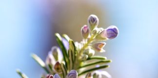 Como fazer Incenso de Alecrim