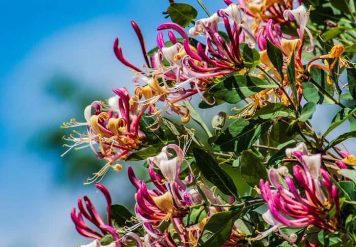 Tenha um jardim florido no Inverno