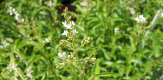 Óleo essencial de lúcia-lima