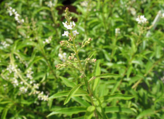 Óleo essencial de lúcia-lima