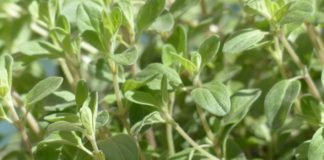 Óleo essencial de Manjerona