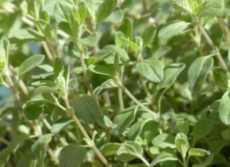 Óleo essencial de Manjerona