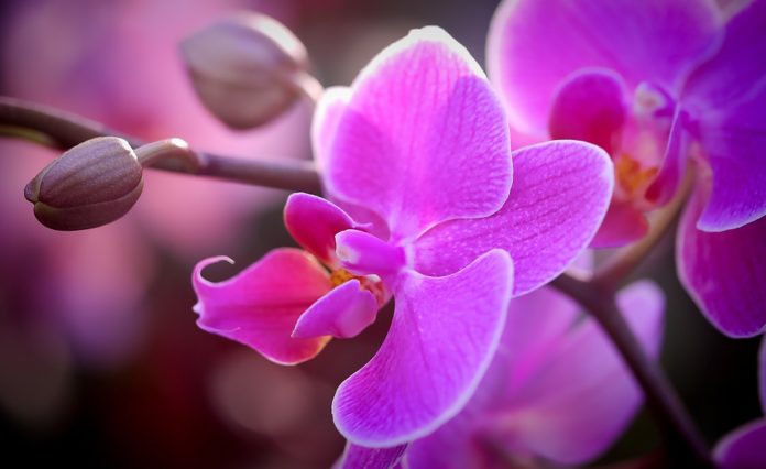 Orquídea Blossom