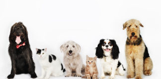 Os animais preferidos dos portugueses