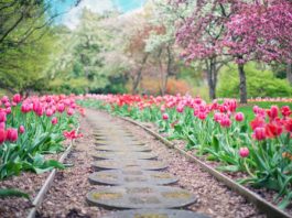 Saiba como planear o seu jardim para obter bons resultados