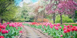 Saiba como planear o seu jardim para obter bons resultados