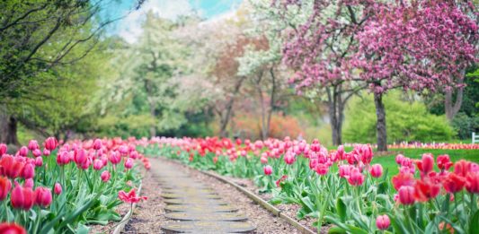 Saiba como planear o seu jardim para obter bons resultados