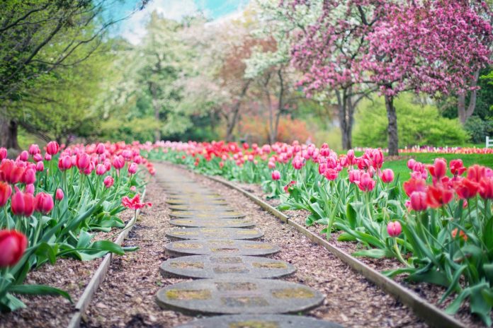 Saiba como planear o seu jardim para obter bons resultados