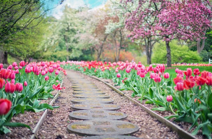 Saiba como planear o seu jardim para obter bons resultados