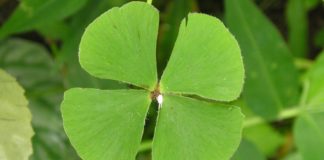 Proteja-se do mau olhado