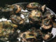 Receita de choquinhos fritos com tinta
