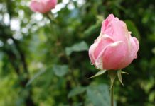 A Rosa cor-de-rosa, traz o amor e a inocência no ar