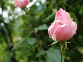 A Rosa cor-de-rosa, traz o amor e a inocência no ar