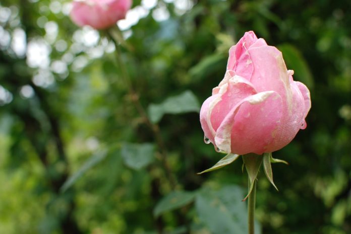 A Rosa cor-de-rosa, traz o amor e a inocência no ar