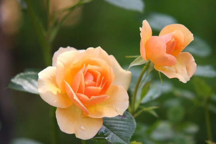 Saiba como cuidar das rosas no jardim