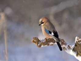 Saiba como cuidar dos pássaros no inverno