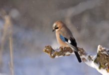 Saiba como cuidar dos pássaros no inverno