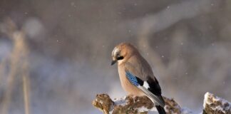Saiba como cuidar dos pássaros no inverno