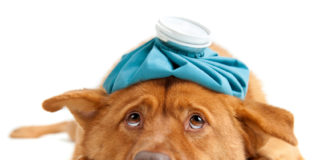 Saiba como identificar os sinais de doença do animal