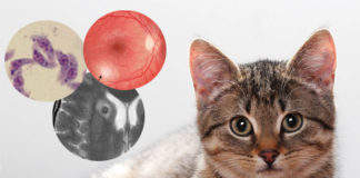 Toxoplasmose a doença dos gatos