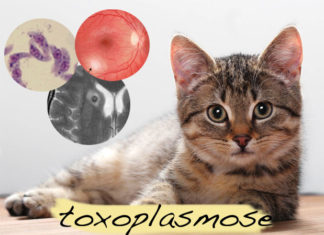 Toxoplasmose a doença dos gatos
