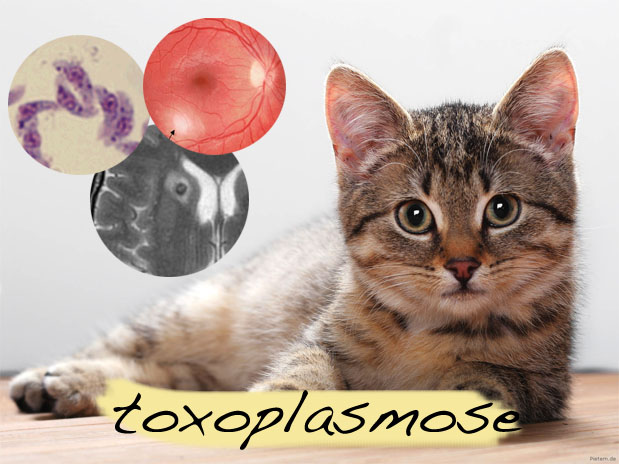 Toxoplasmose a doença dos gatos