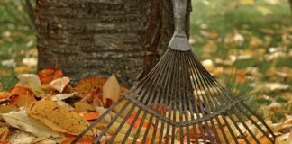 Jardinagem durante o Inverno está em repouso