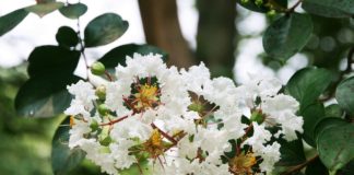 Óleo essencial de mirto / murta