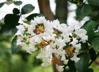 Óleo essencial de mirto / murta