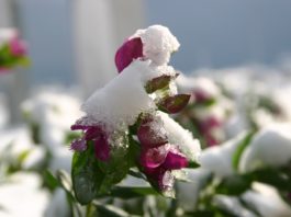 Plantas: manual de sobrevivência ao Inverno