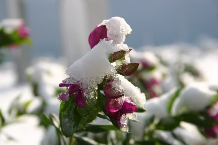 Plantas: manual de sobrevivência ao Inverno