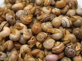 Receita de caracóis à portuguesa