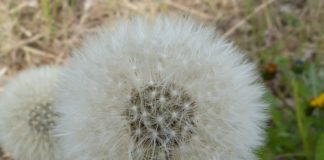 Rinite, sintomas e causas desta doença alergénica sazonal