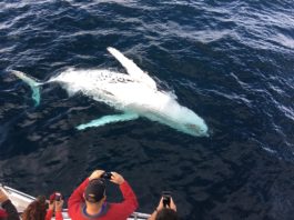 Whale watching