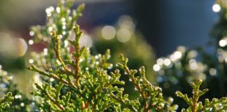 Óleo essencial de Cipreste