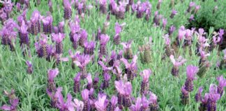 Óleo essencial de Rosmaninho